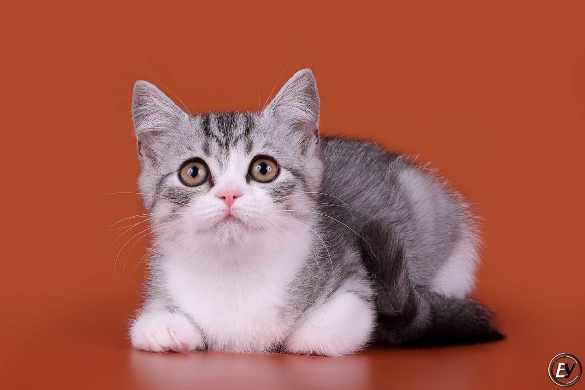 Шотландские котята скоттиш страйт биколор