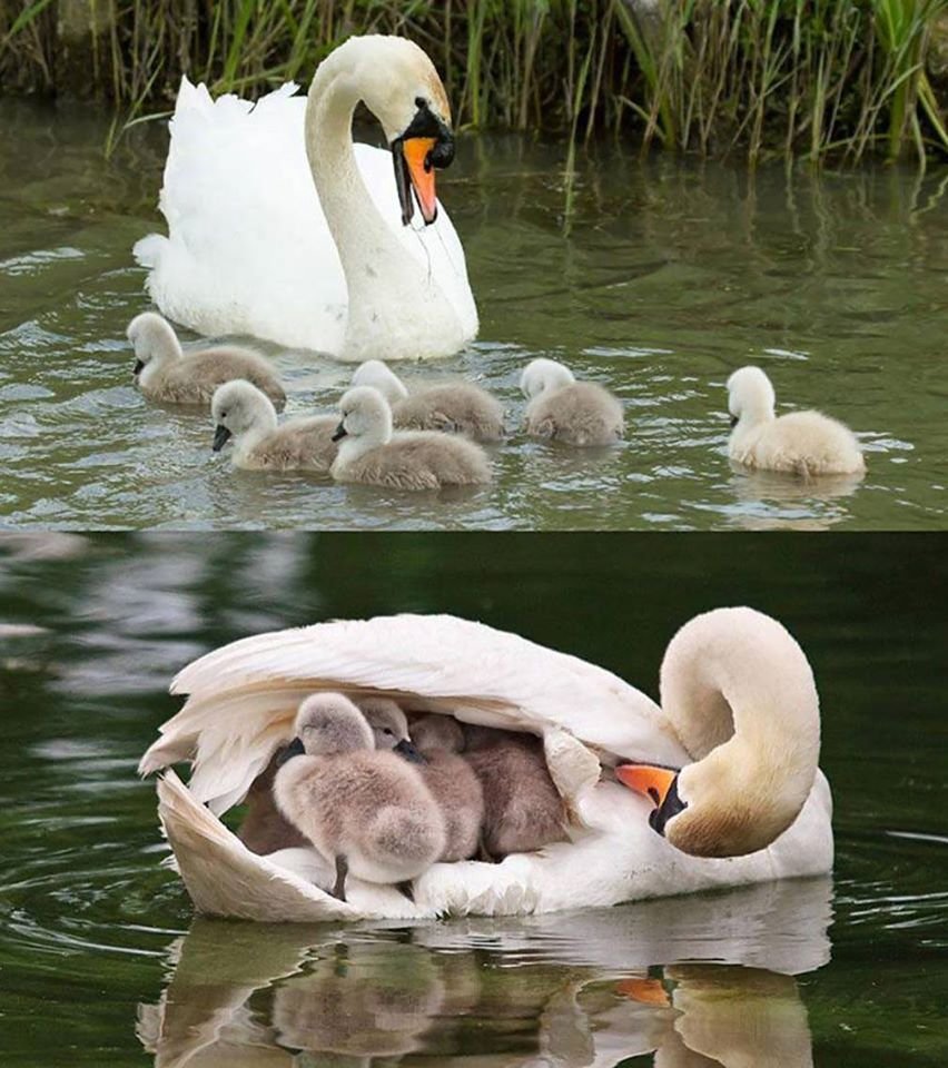 Лебеди обнимаются