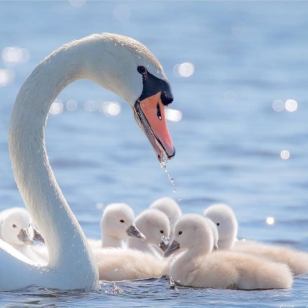Лебедь шипун Детеныши