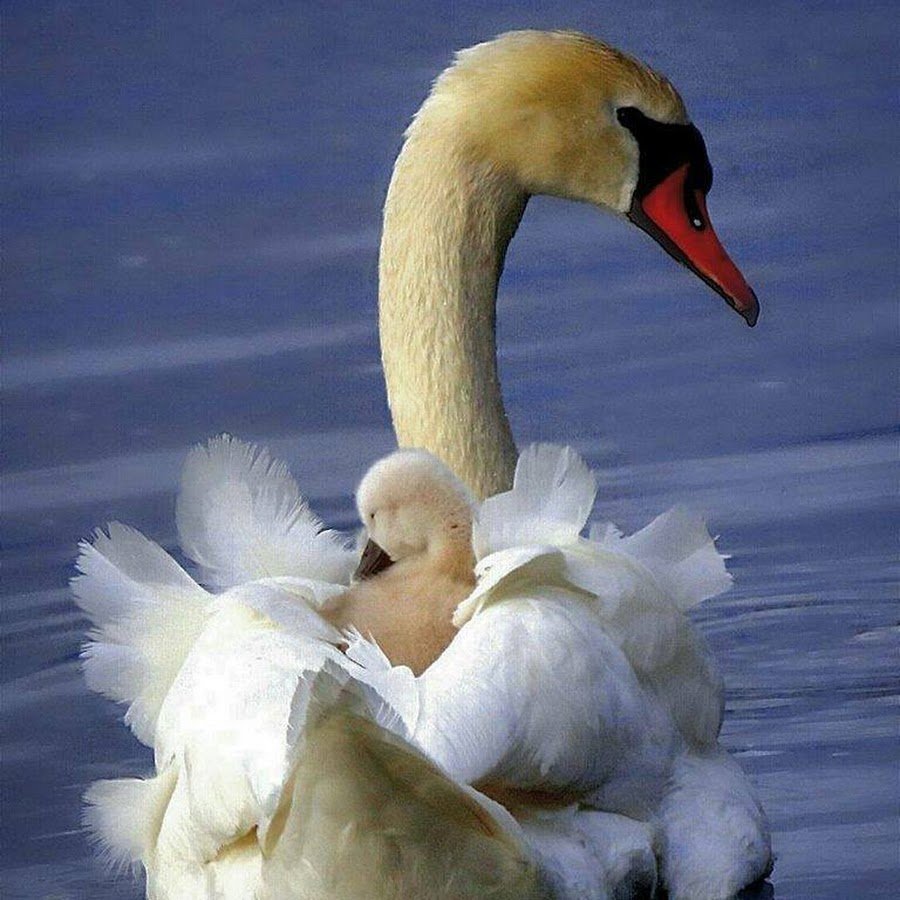 Картинки милой лебёдушке