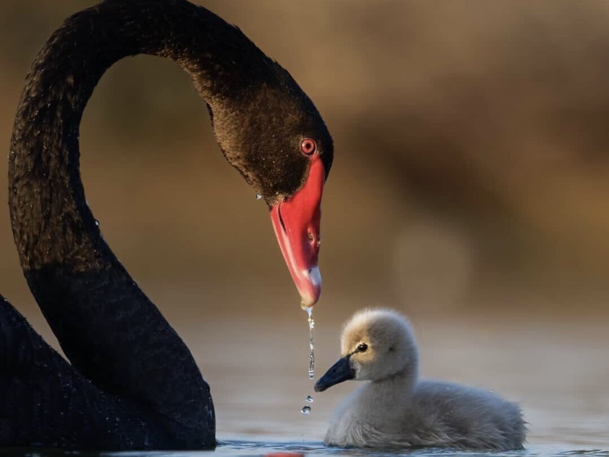 Маленькие лебедята