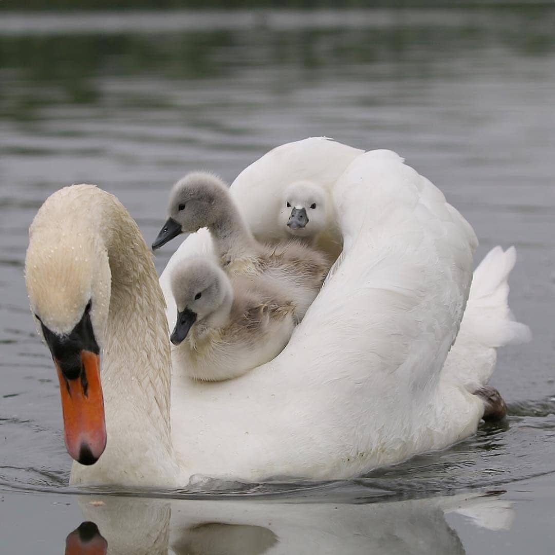 Живые лебеди