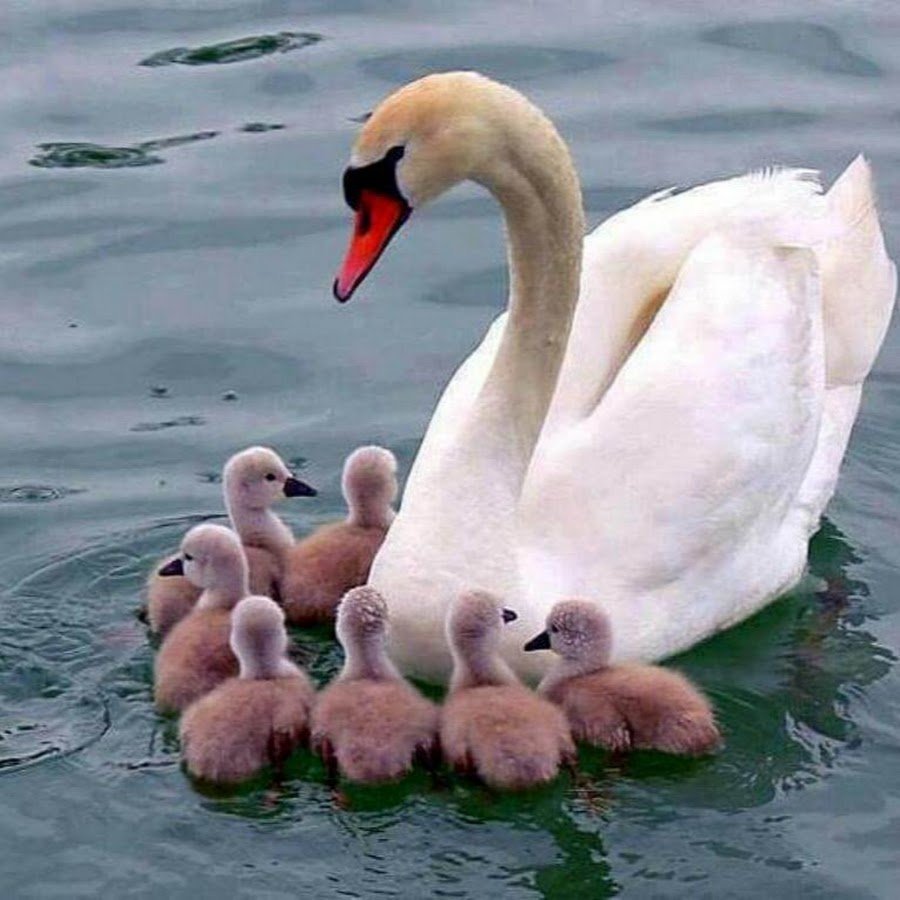 Маленькие лебедята