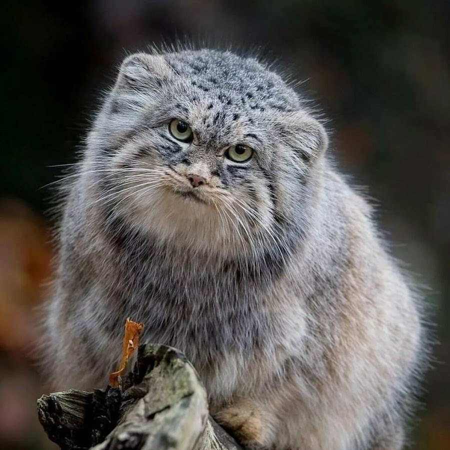 Горный кот Манул