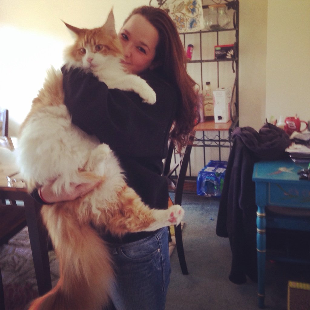 Семья Мейн кунов фото