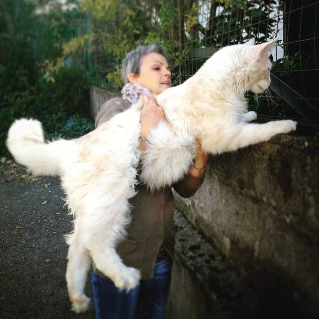 Мэйн кун и обычная кошка