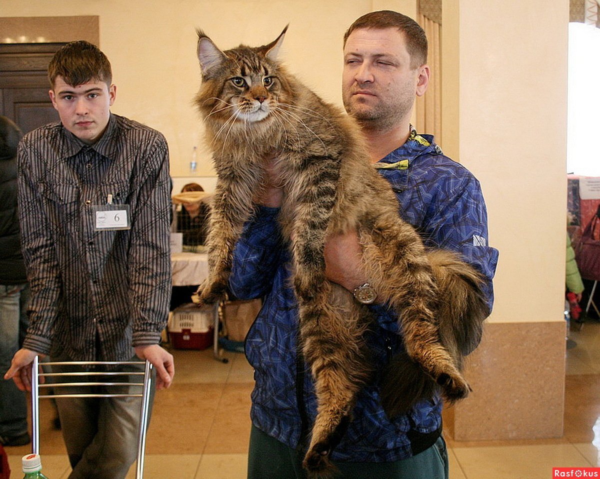 Кот Мейн кун рост