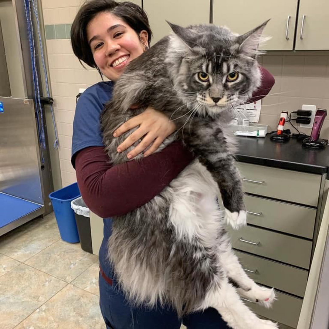 Порода Мейн кун Мейн кун