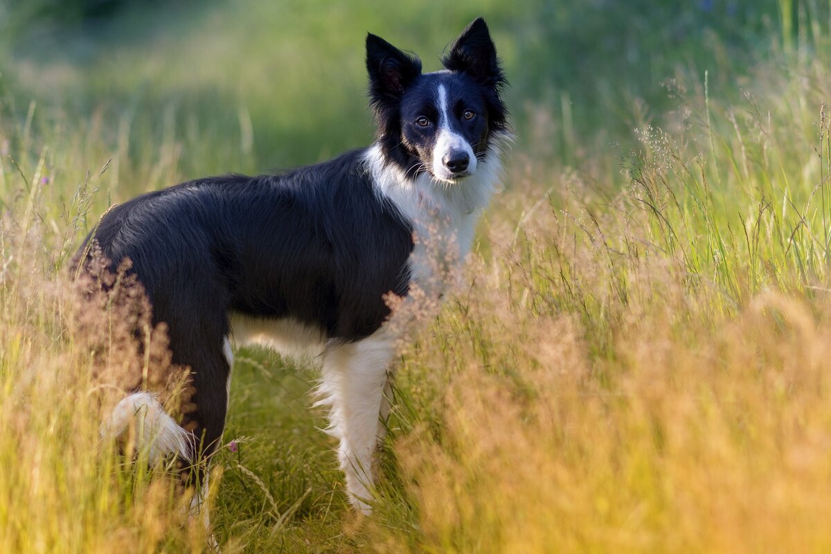 Собака бордер колли