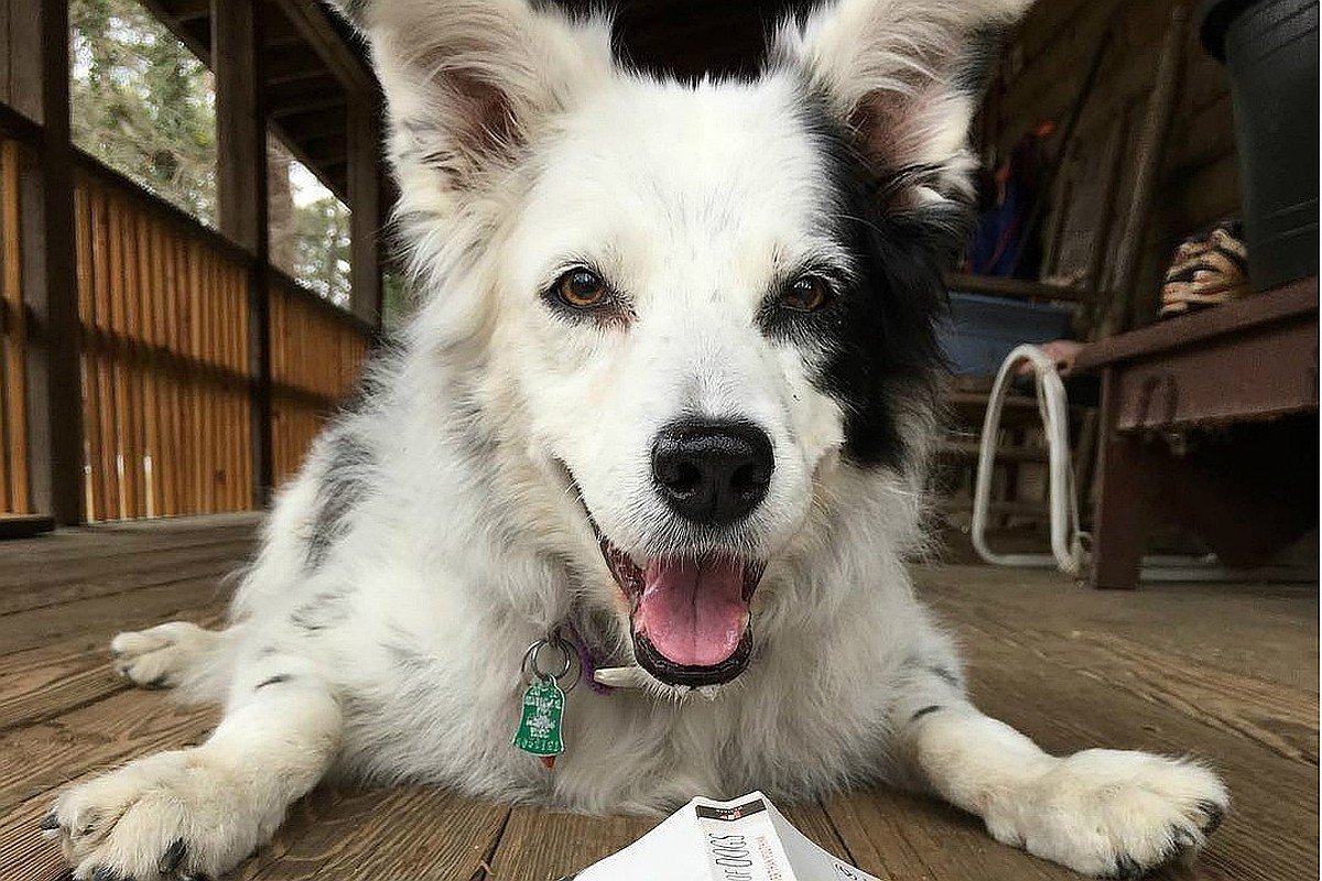 Бордер колли с гетерохромией