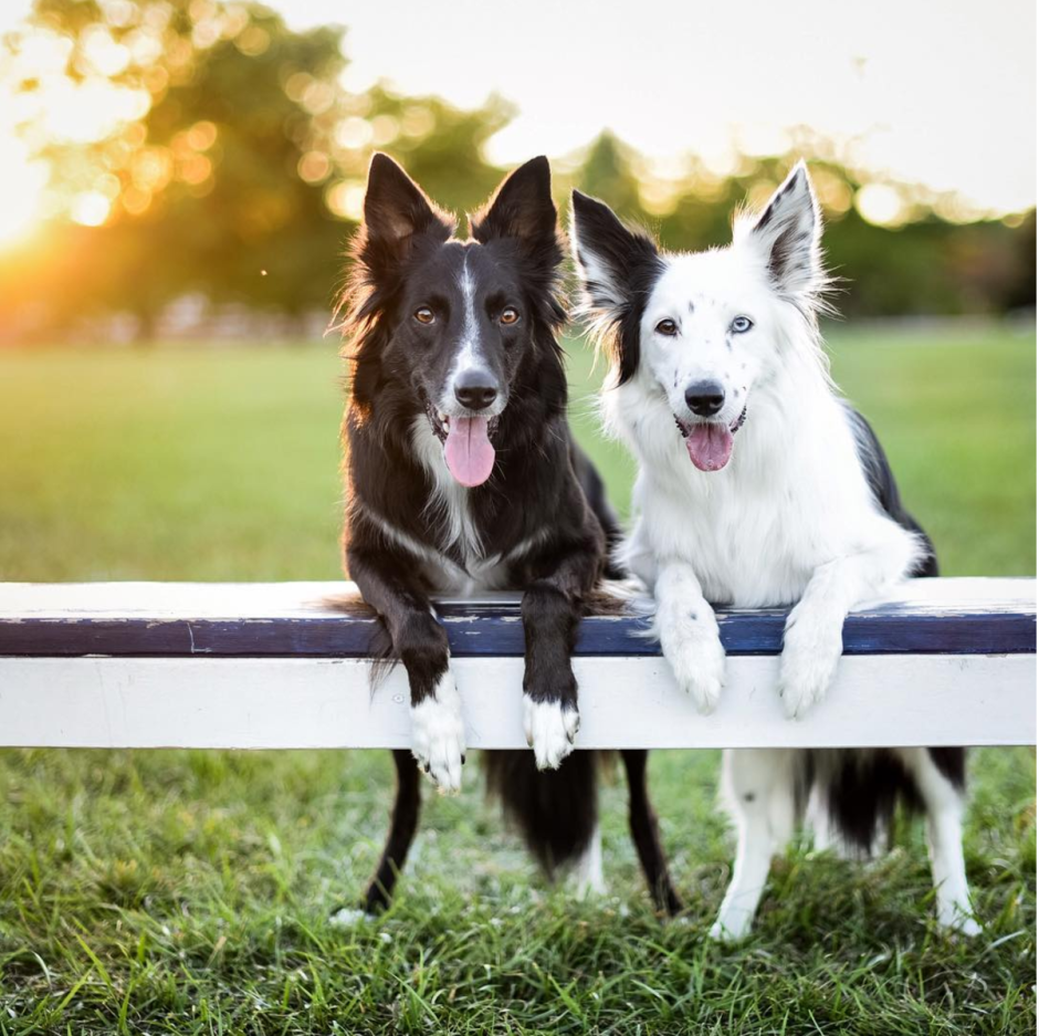 Шотландский бордер колли