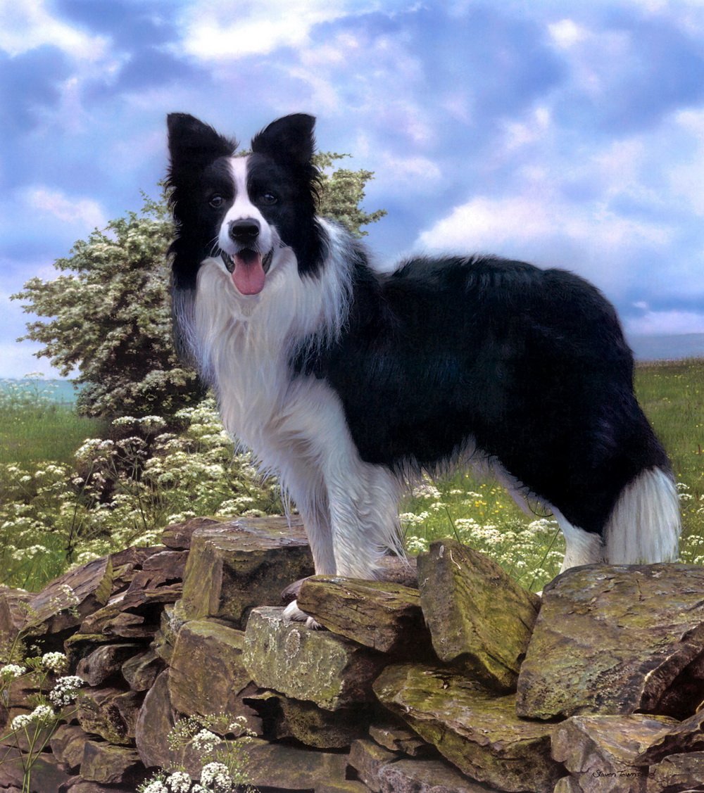 Бордер колли интеллект