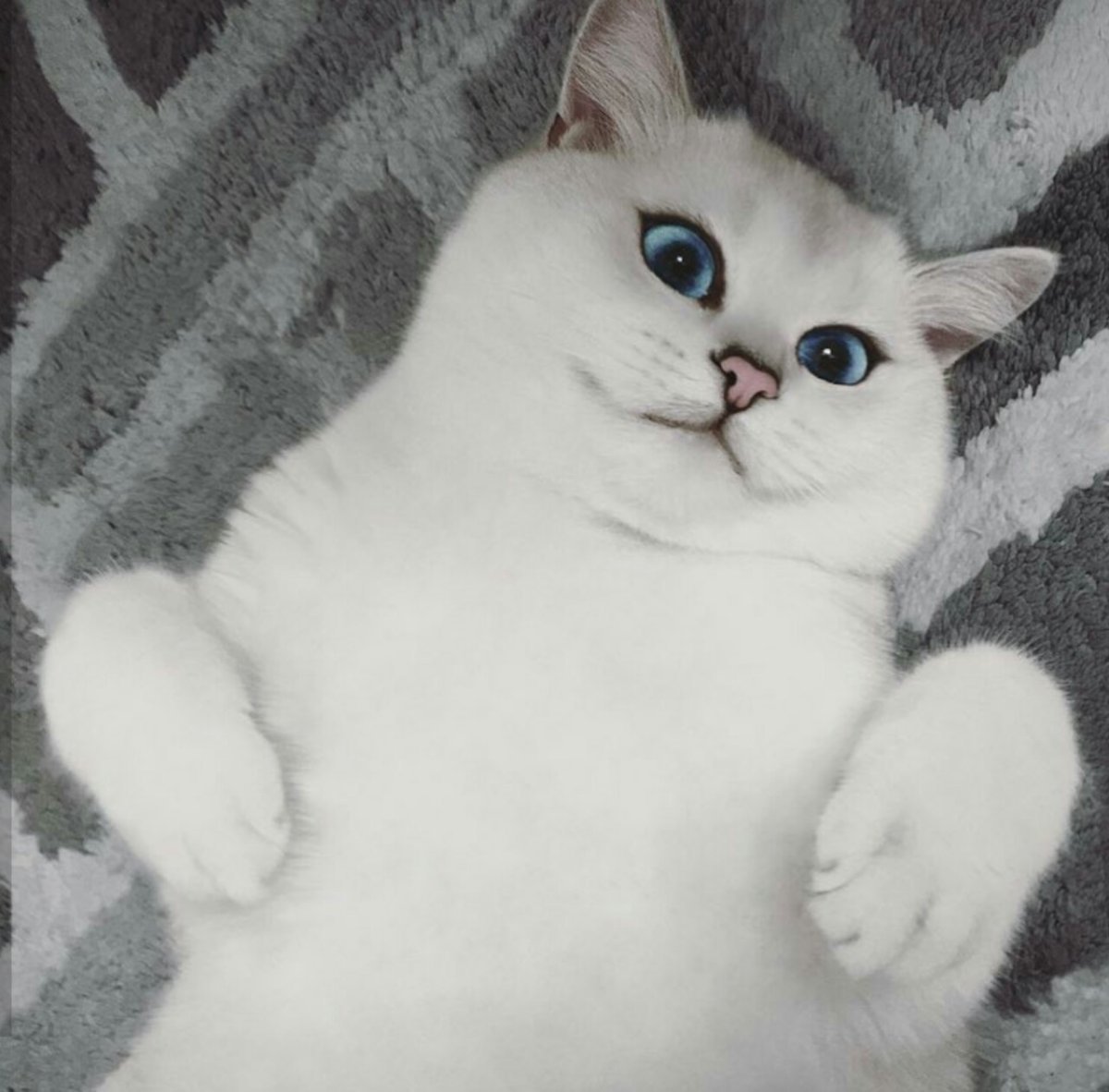 Новорожденные котята Шотландские Золотая шиншилла