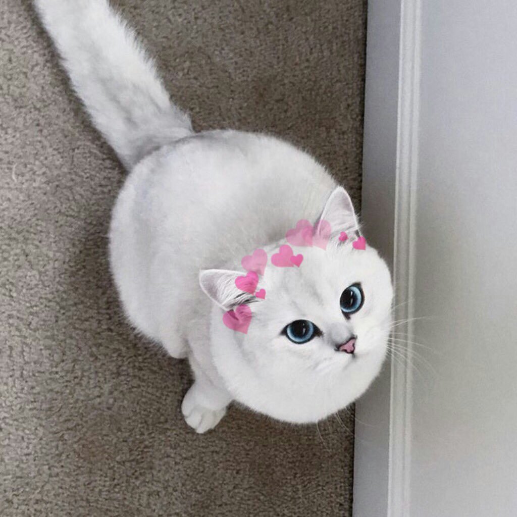 Шиншилла Пойнт Коби