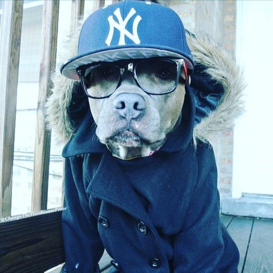 Пес бандит. Крутая собака. Собака гангстер. Собака в фуражке. Собака в кепке.