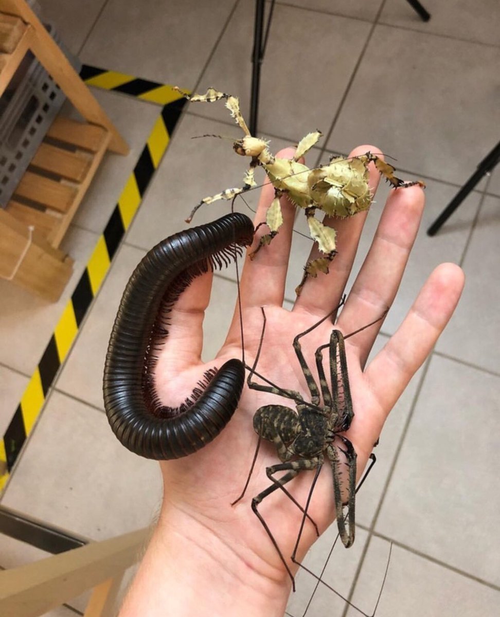 Насекомые Австралии