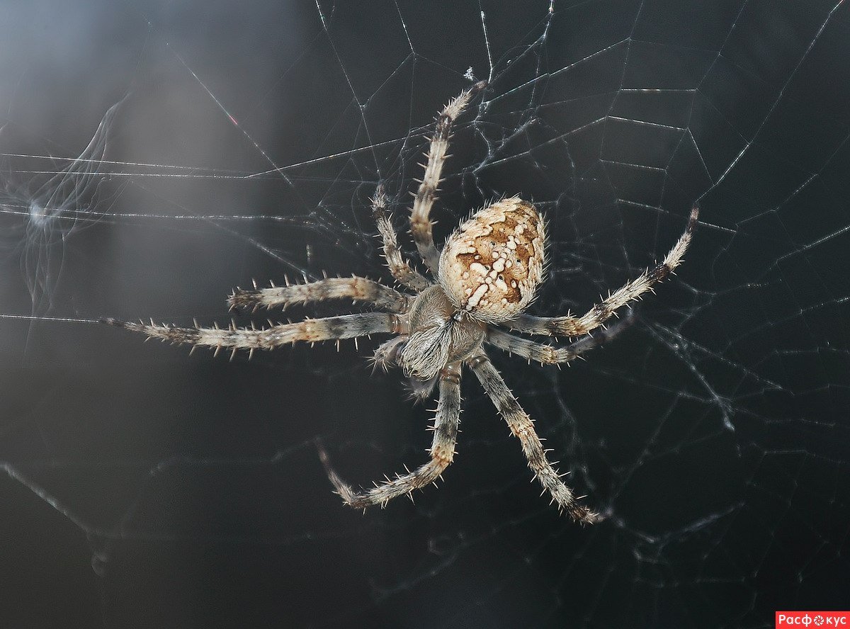 Паук крестовик серый