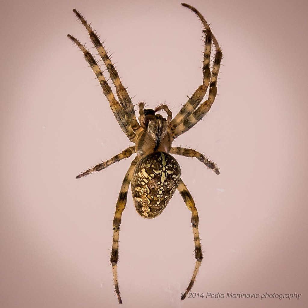 Паук с 6 глазами