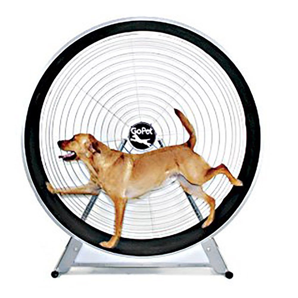 Собака бегает по кругу. Беговое колесо для собак. Тренажеры для собак. Тренажер для собак колесо. Беговое колесо для крупных собак.
