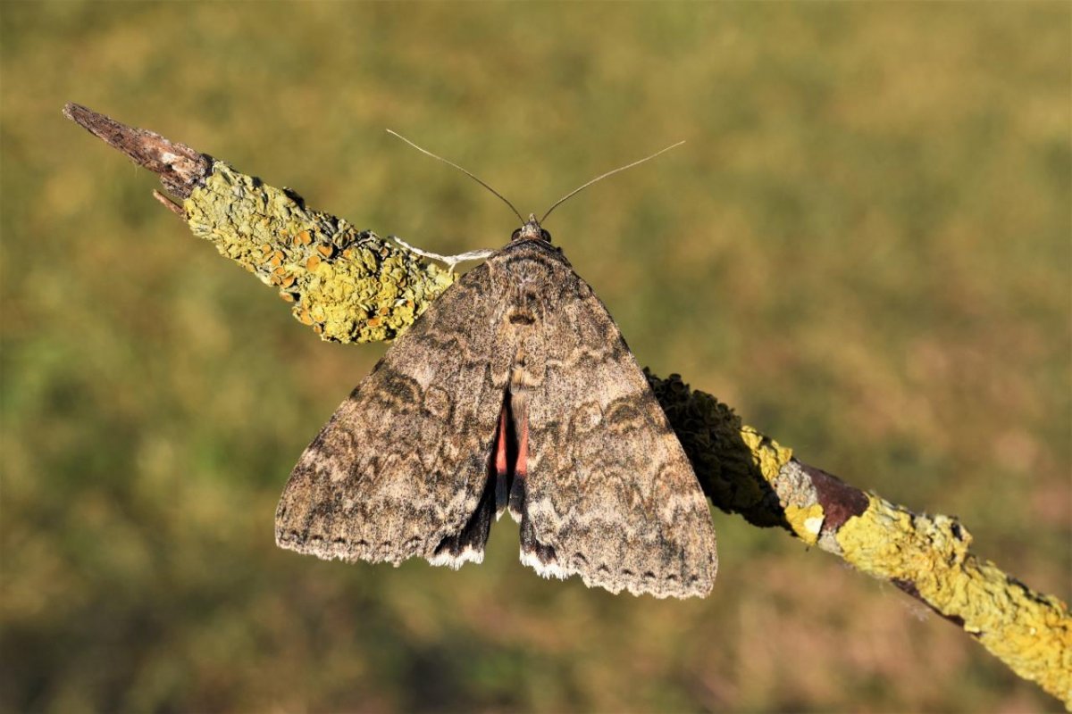 Бабочка Ленточница красная