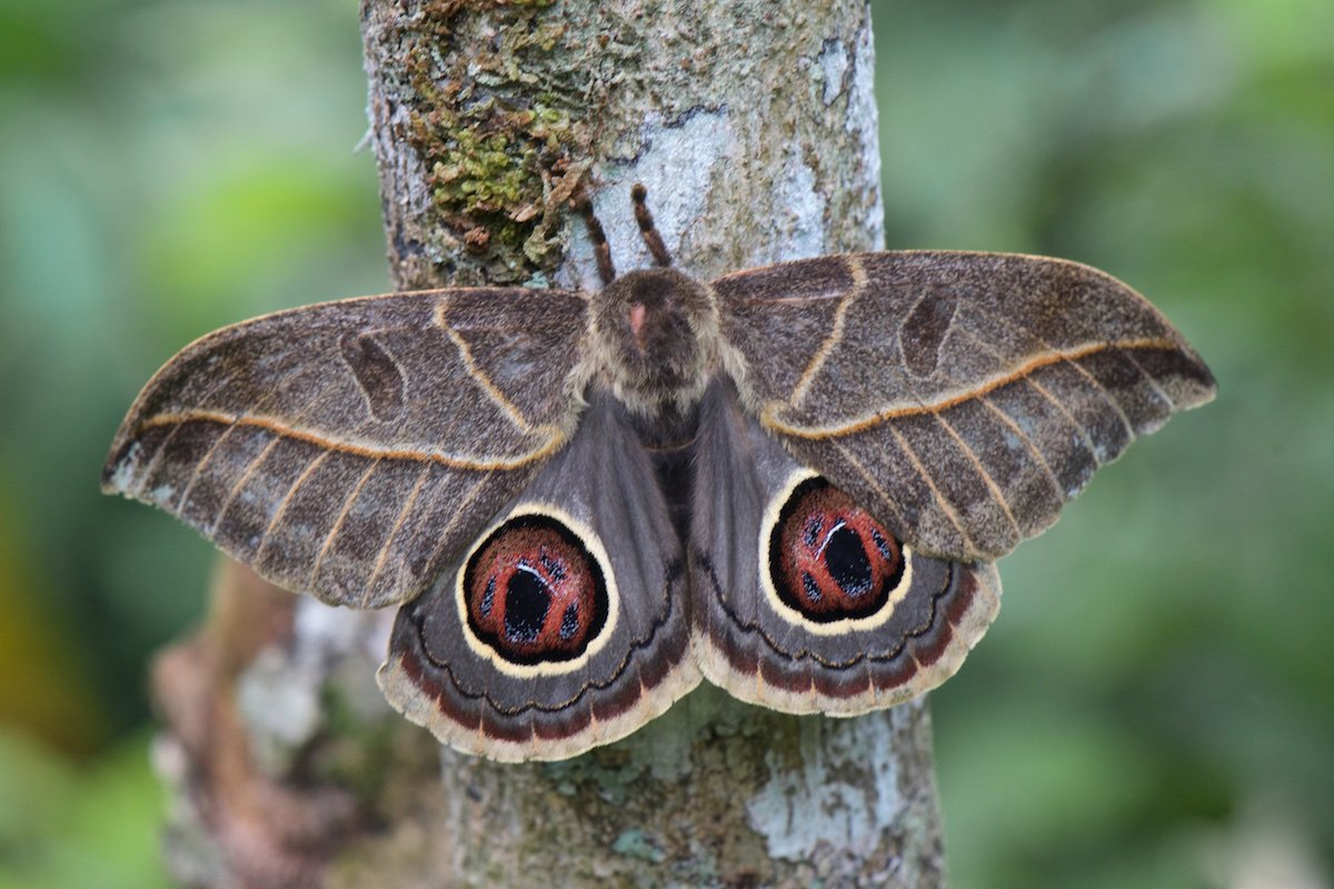 Catocala pacta (Linnaeus, 1758)