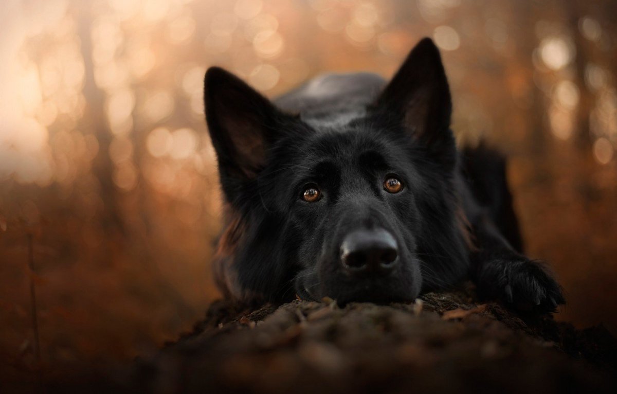 Чёрная немецкая овчарка Эстетика