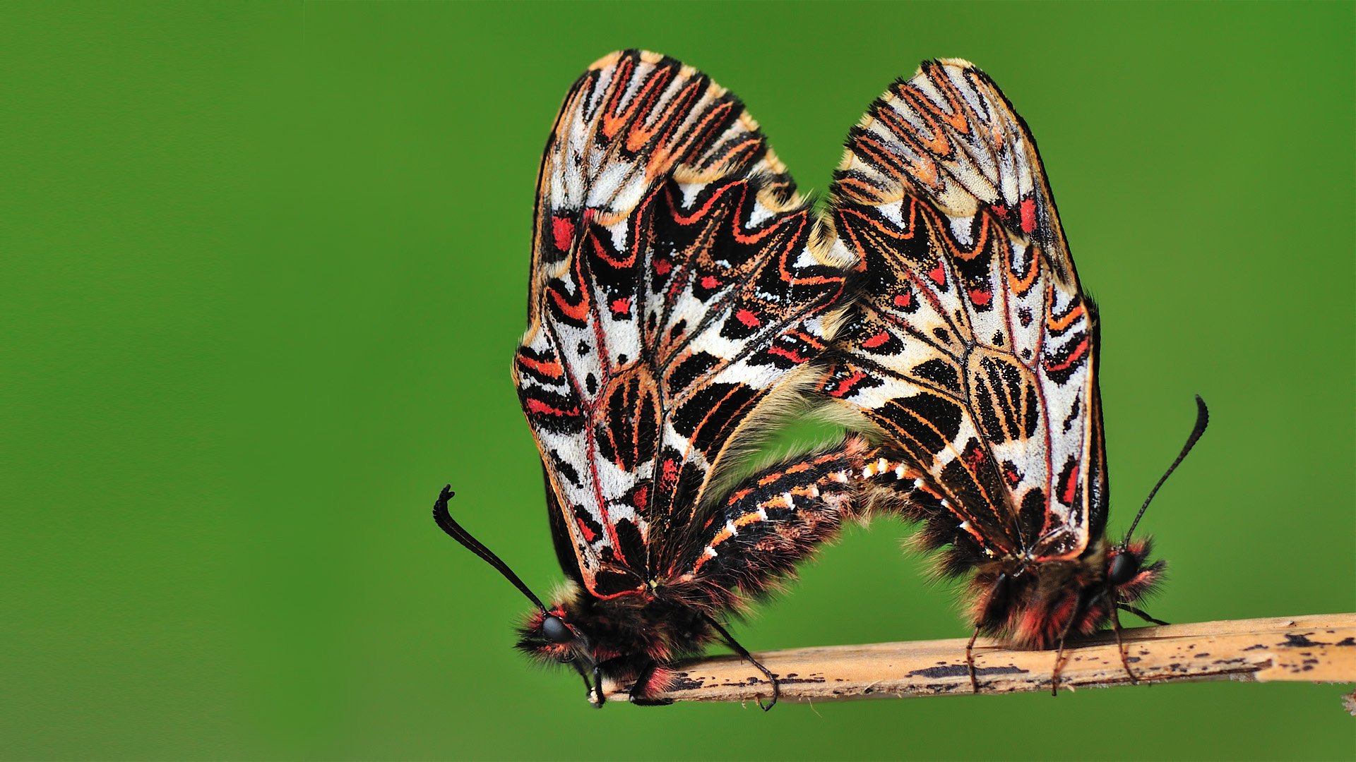 Группа насекомые бабочка. Zerynthia Polyxena. Поликсена насекомое. Пара бабочек. Картинки на рабочий стол бабочки.