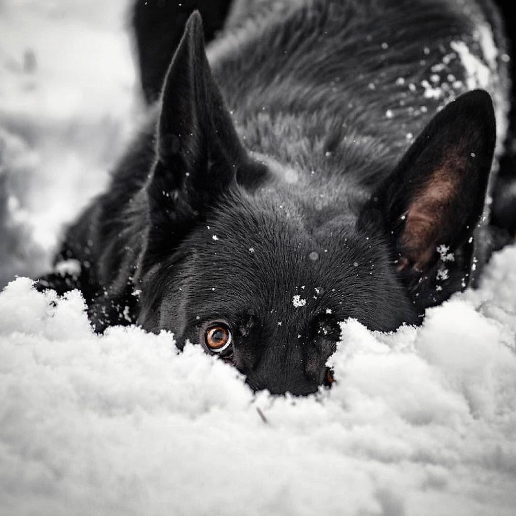 Черная немецкая овчарка кабель