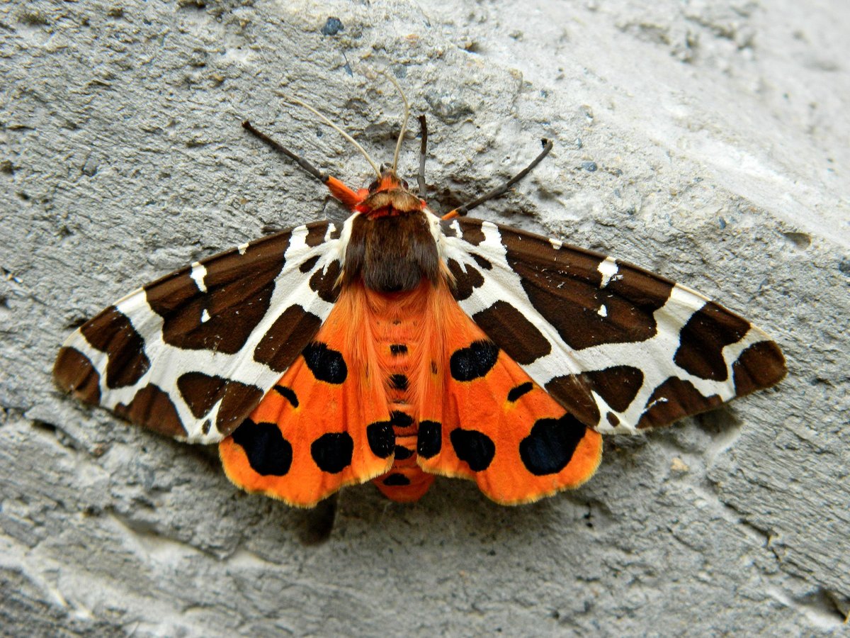 Геликония Мельпомена