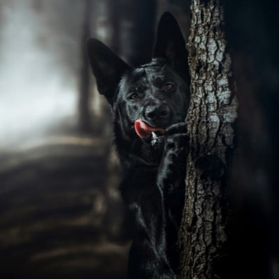 Черная собака в тумане