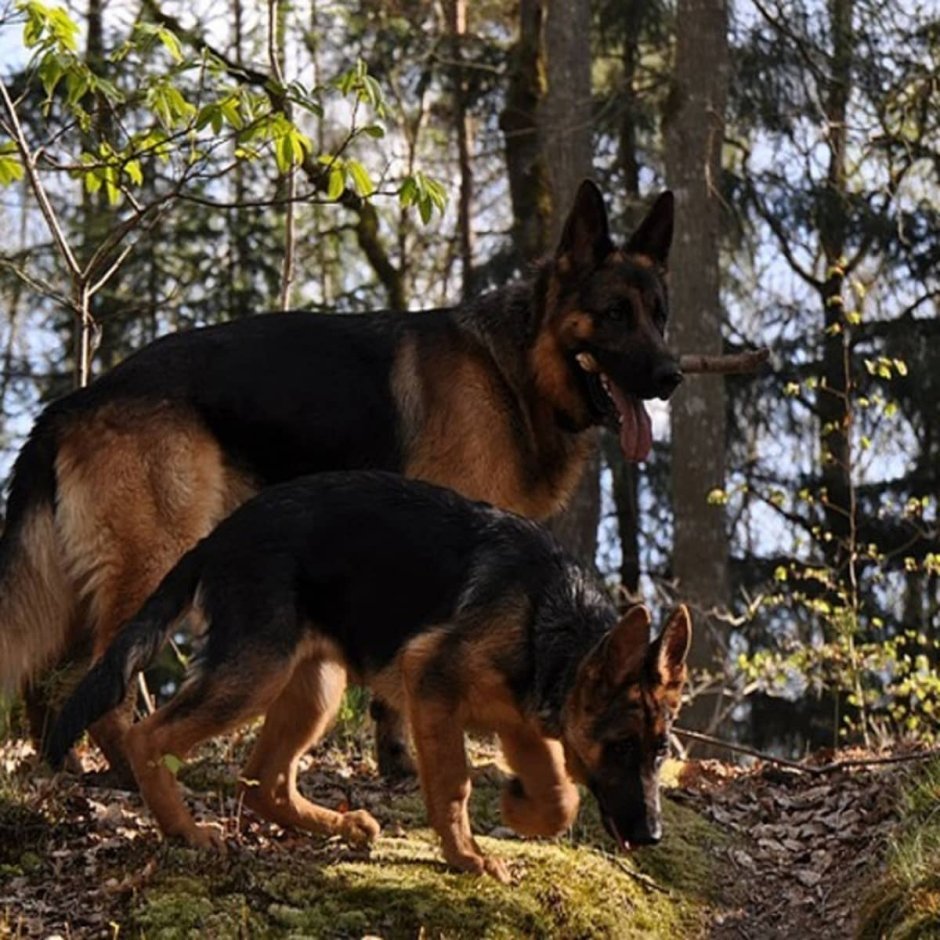 Немецкая овчарка черная