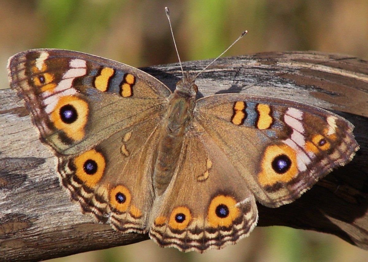 Махагон бабочка