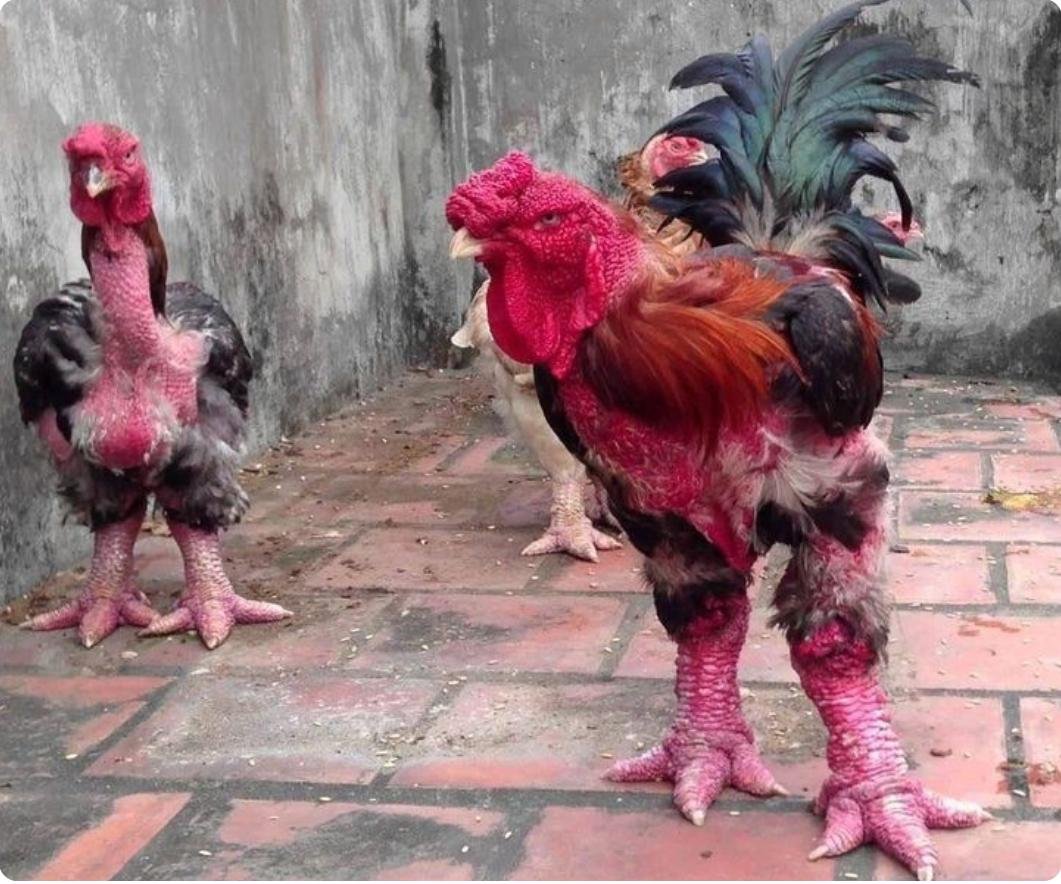 Огромная курица