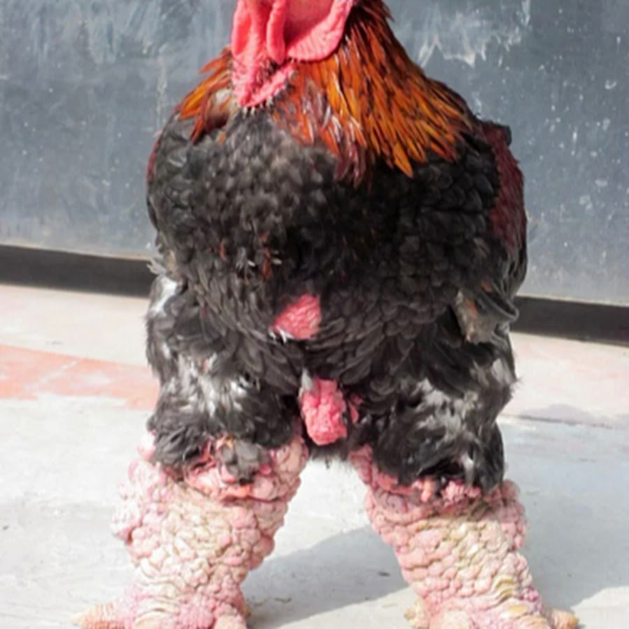 Га Донг Тао (слоновые куры)