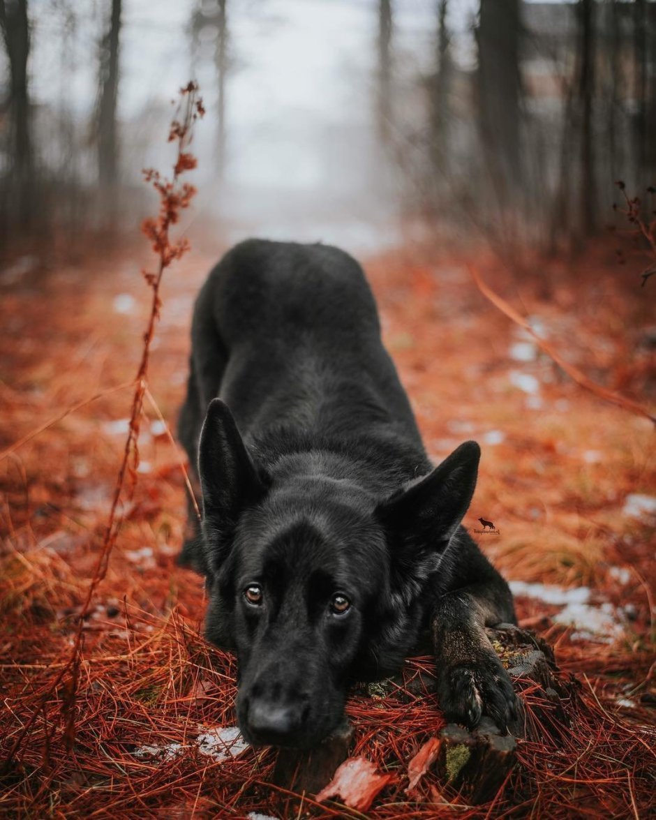 Грюнендаль белый
