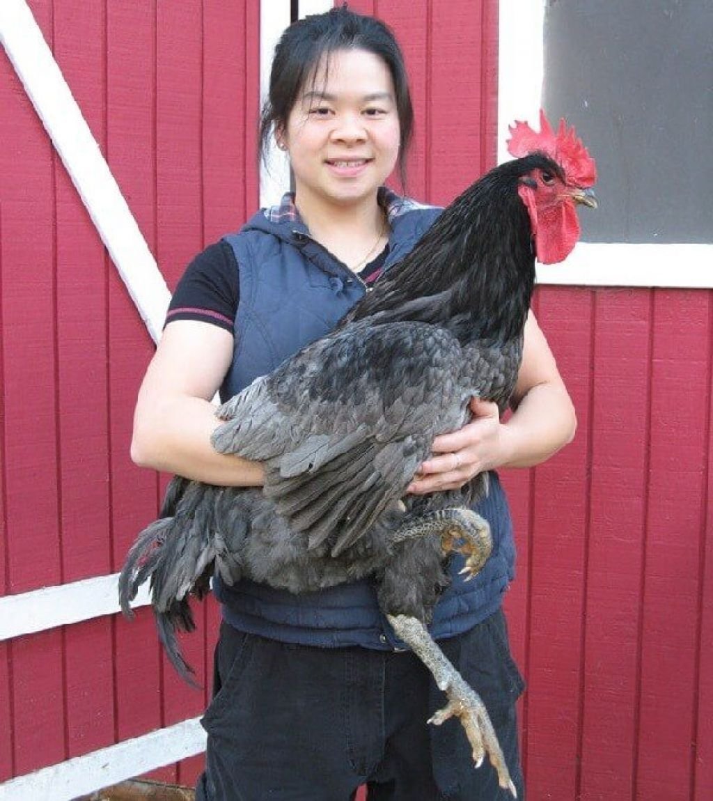 Петух породы Фавероль