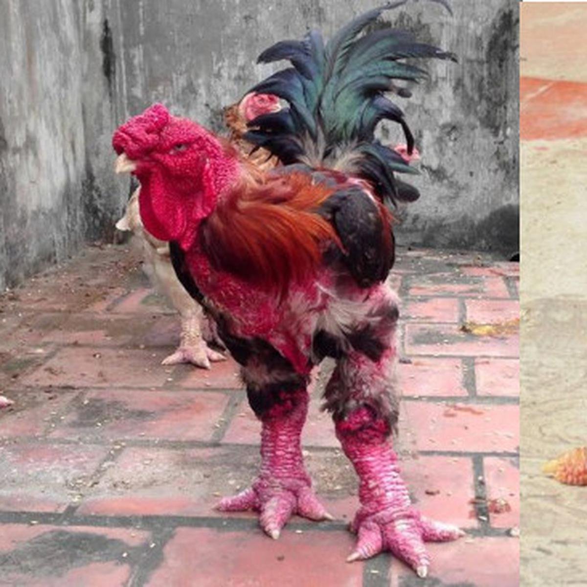 Харко порода кур