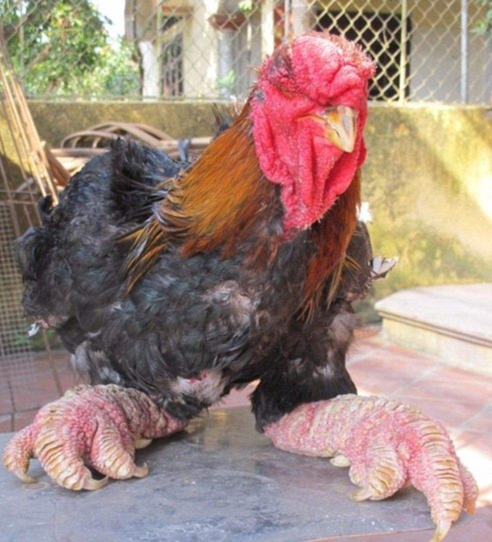 Куры петухи с мохнатыми ногами