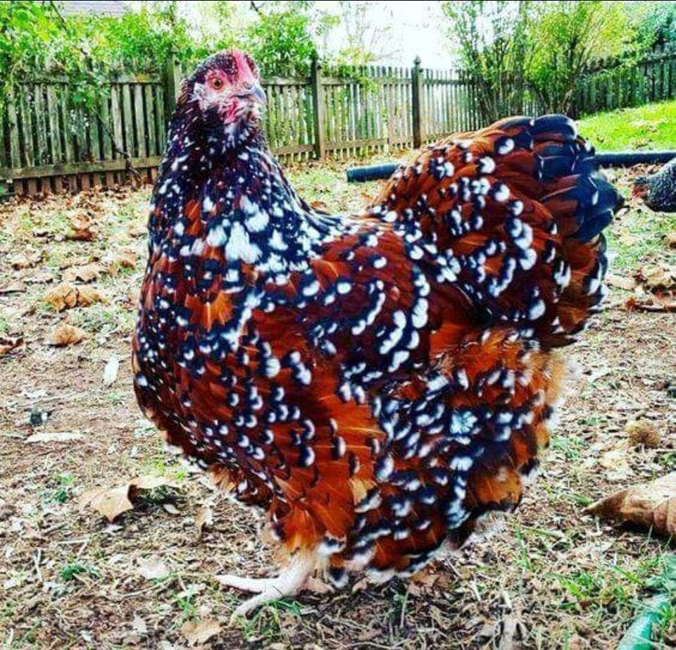 Самый опасный петух в мире