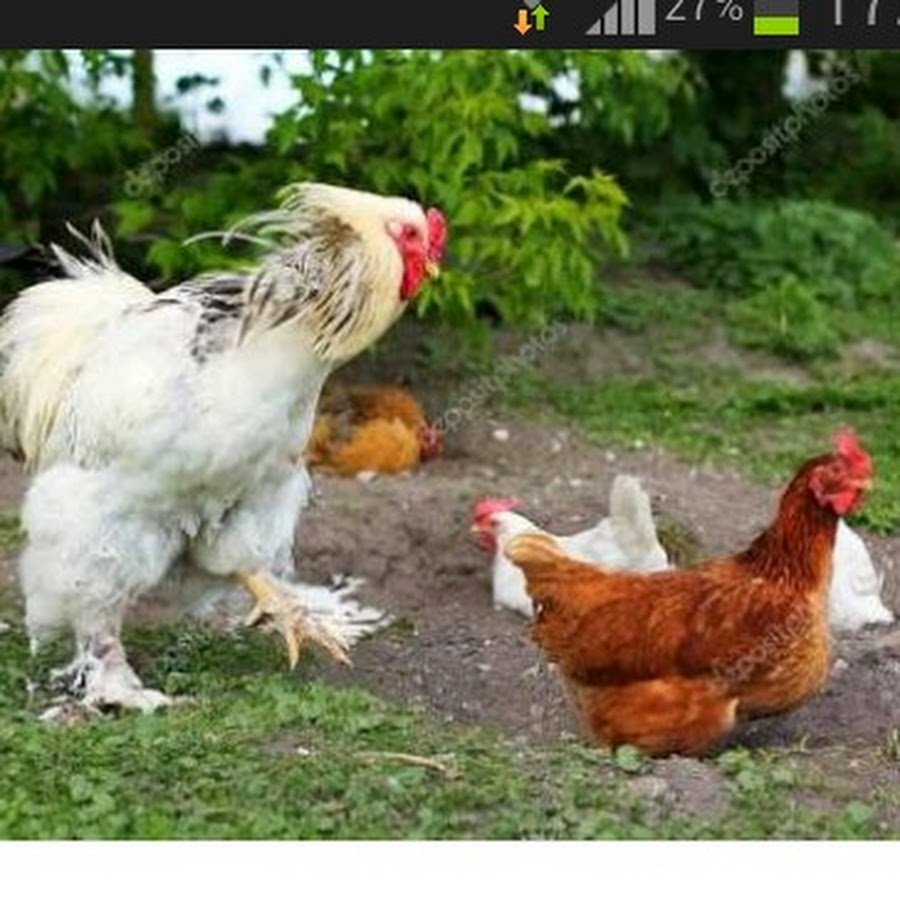 Курица гигант