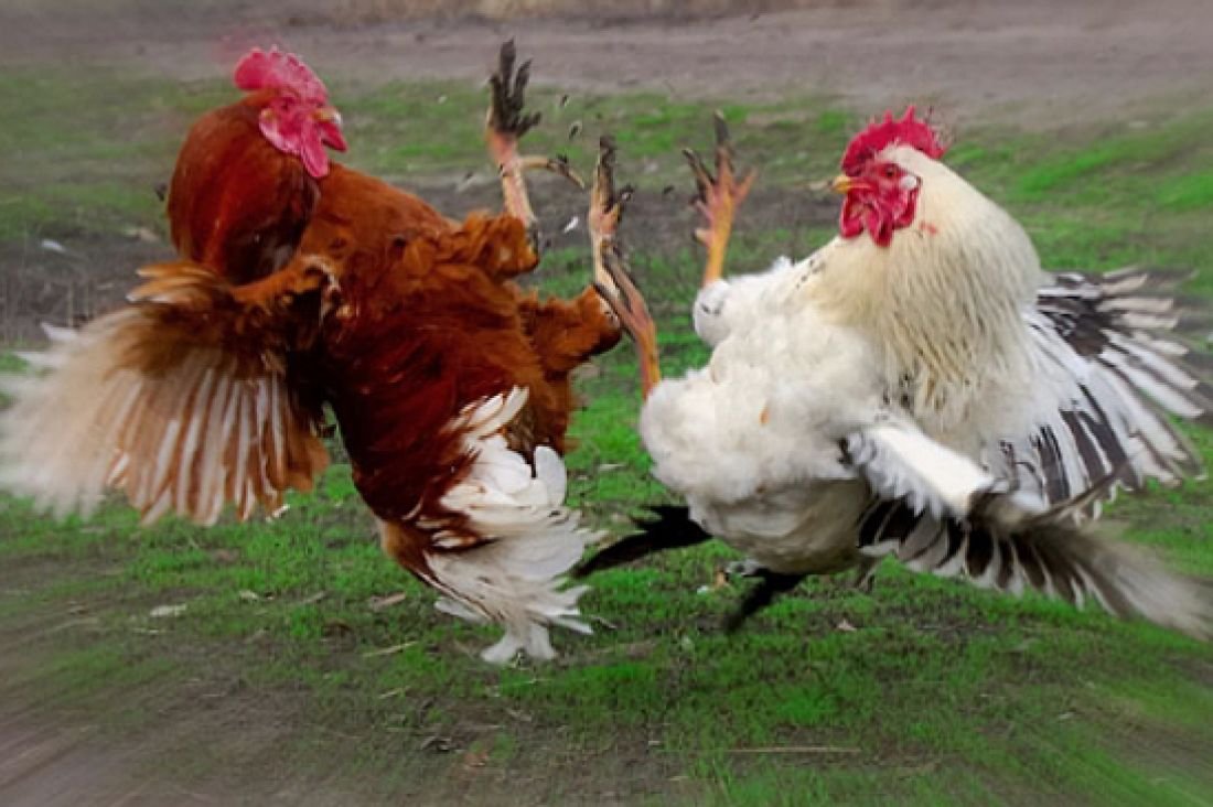 Общипанная курица смешная