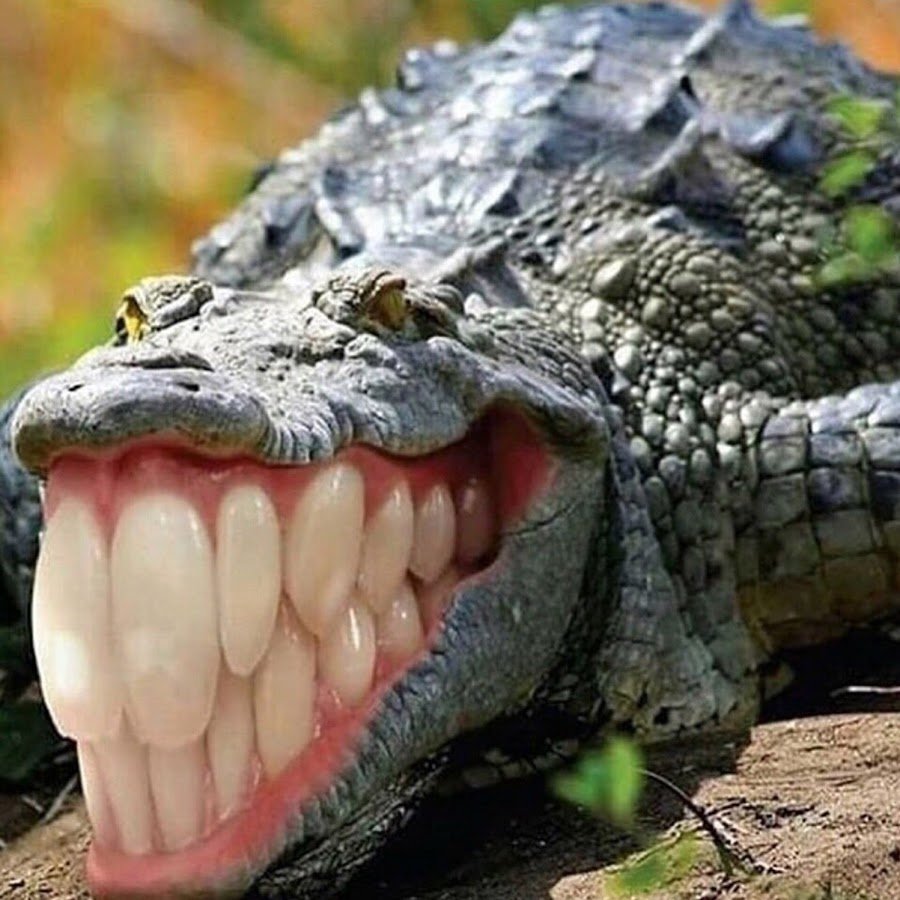 Гребнистый крокодил зубы