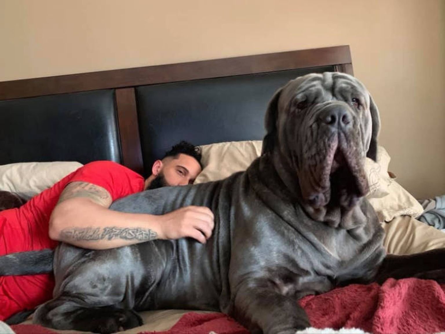 Какие бывают огромные. Neapolitan Mastiff с хозяином. Английский мастиф Зевс. Огромные собаки. Самая большая собака.