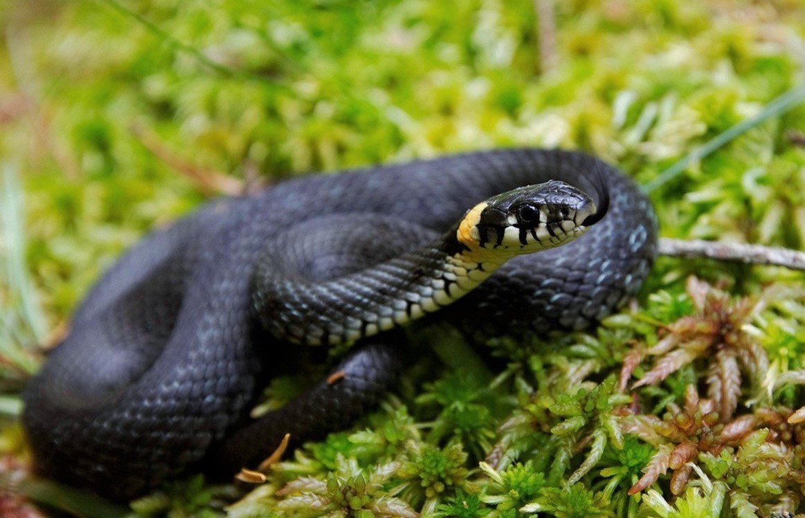 Змея уж обыкновенный