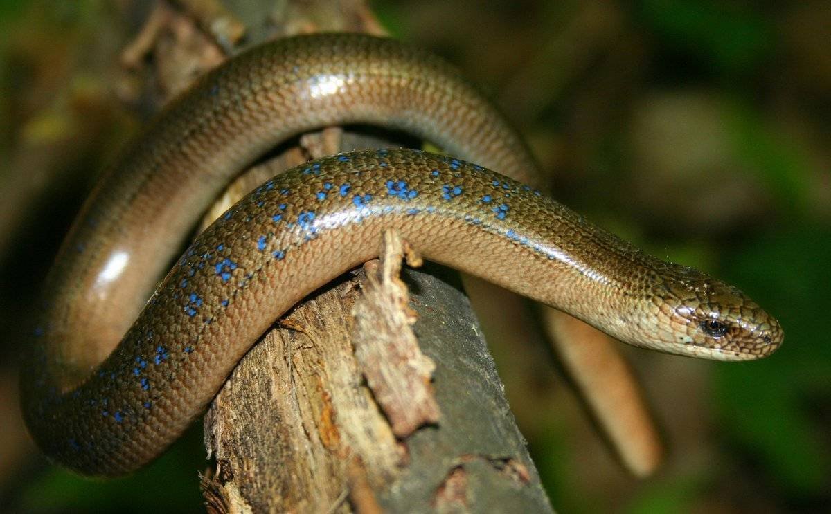 Веретеница ломкая ящерица