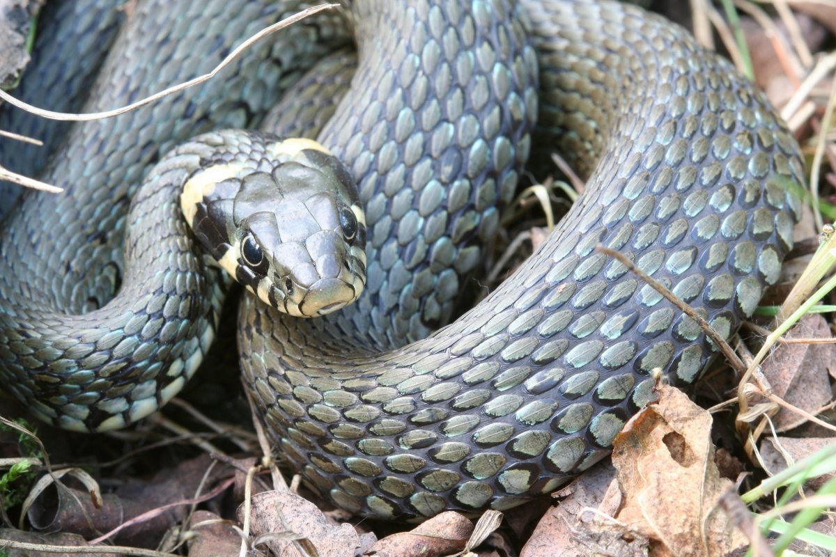 Уж обыкновенный - змея неядовитая