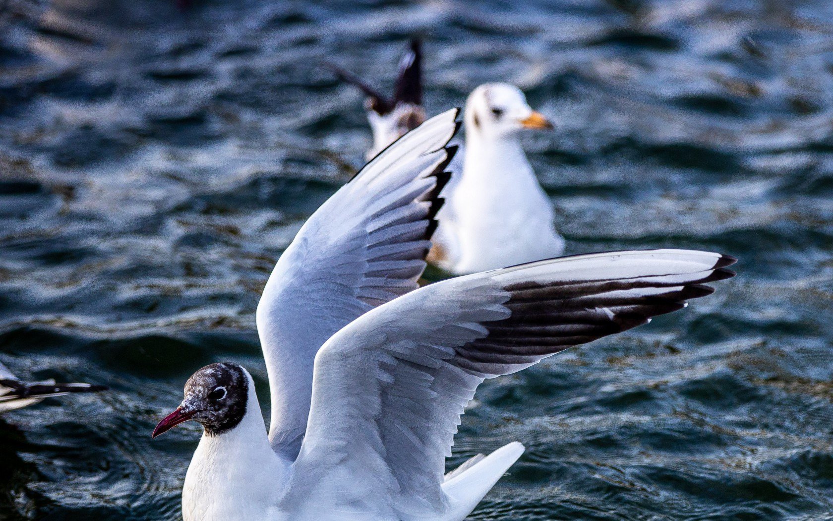 Звук морских птиц. Водоплавающие птицы Каспийского моря. Морская водоплавающая птица 5 букв. Seagull spread. Чайка очень близко.