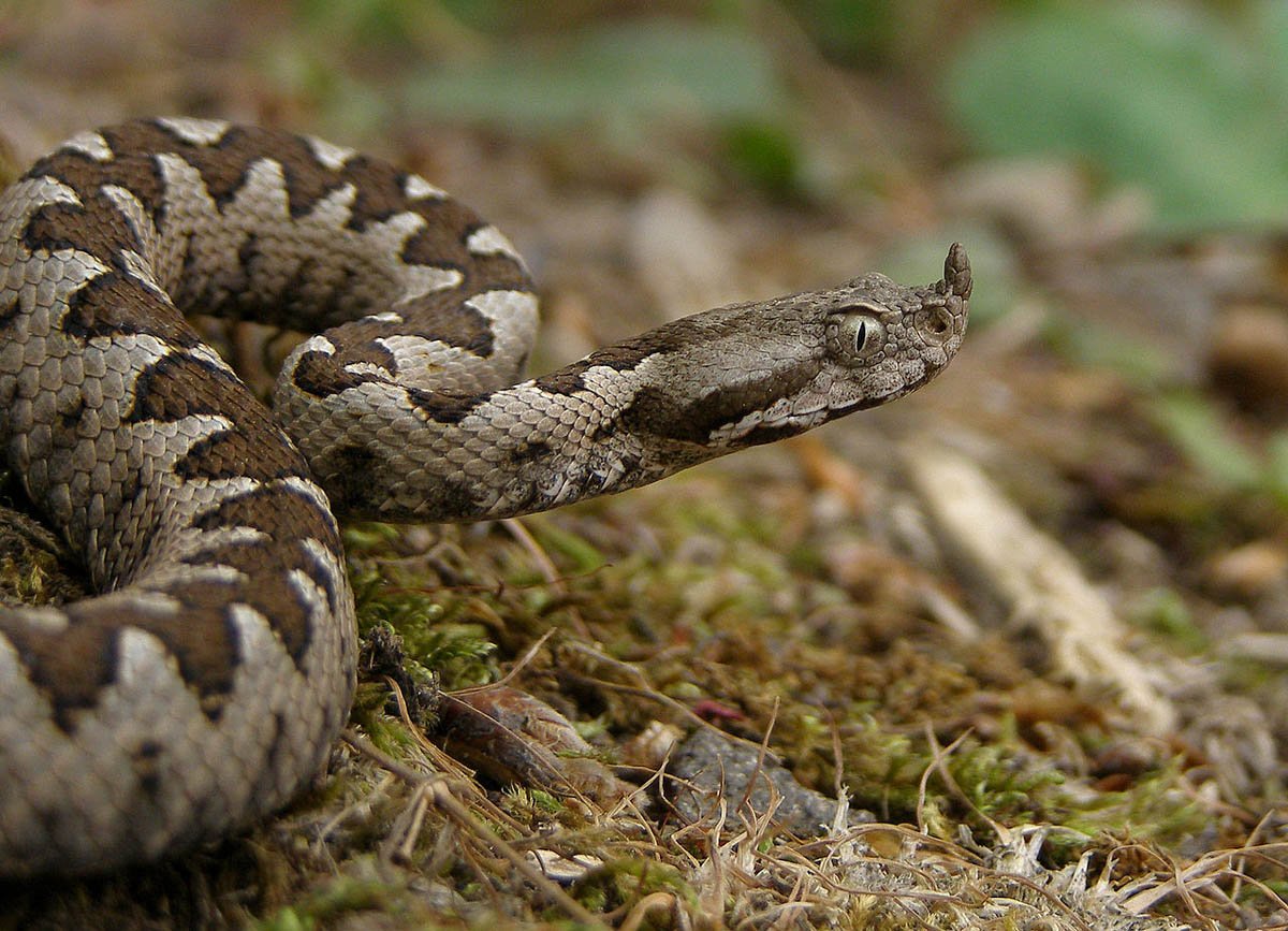 Змея Минимализм