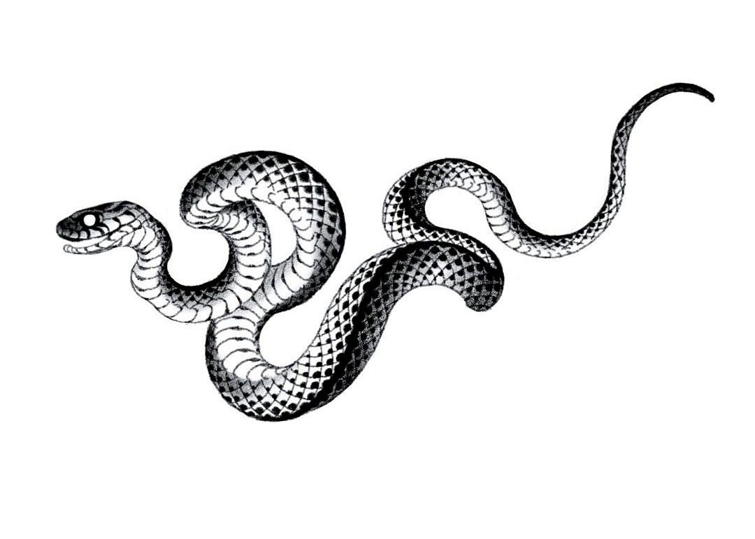 Лавандовая змея