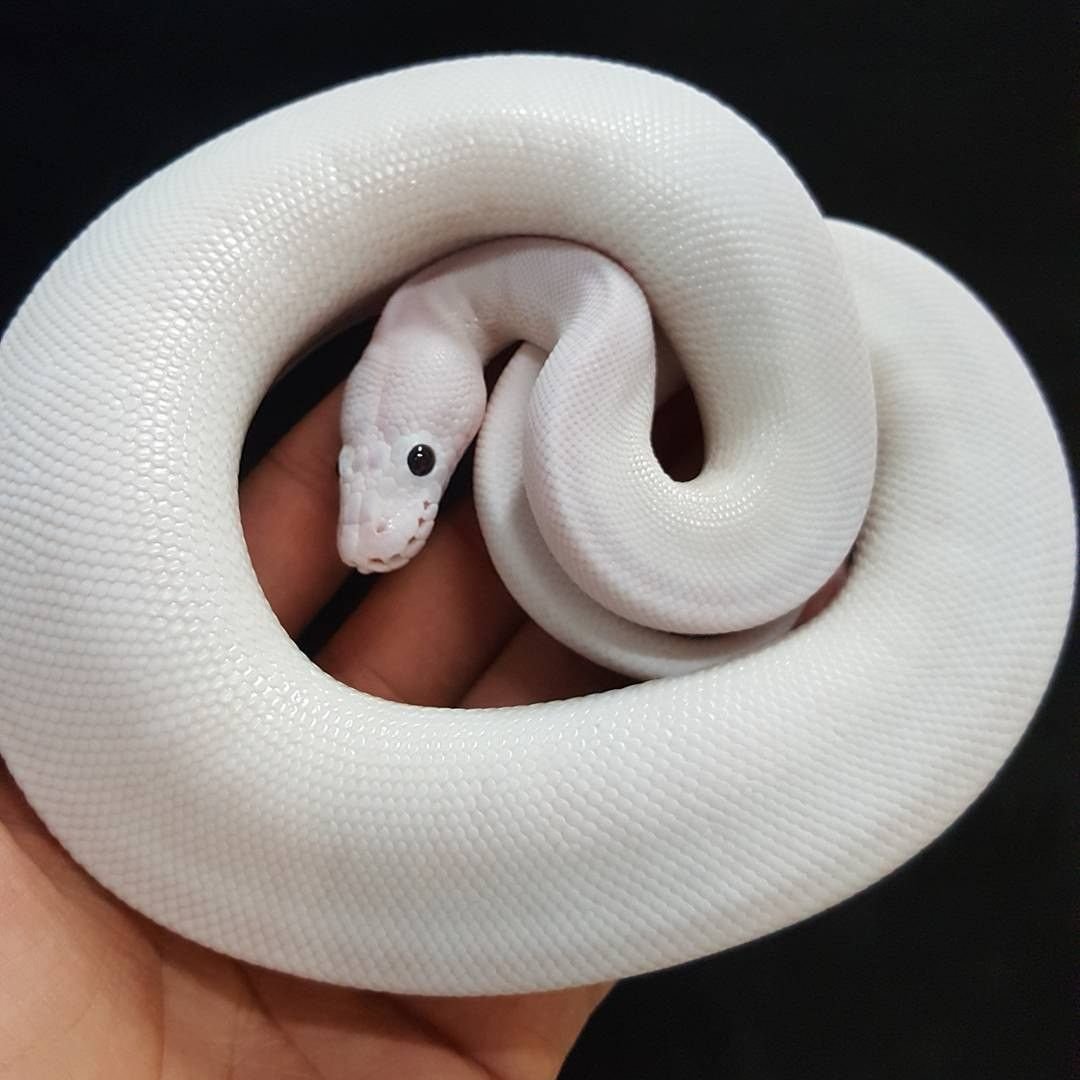 Тату эскиз змея чб